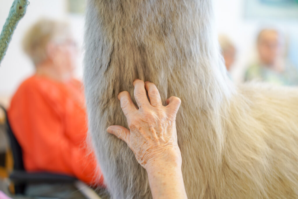 hand-streichelt-tier